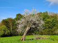 Der Baum hinter dem Herrenhauspark