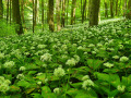 Bärlauchblüte